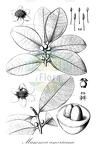 Mammea americana