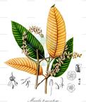 Marila tomentosa