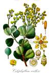 Calophyllum walkeri