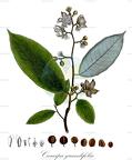 Caraipa grandifolia