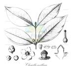 Clusiella axillaris