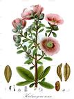 Kielmeyera rosea