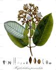 Haploclathra paniculata
