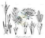Boopis anthemoides