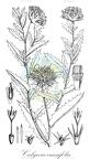 Calycera crassifolia