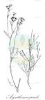 Asynthema gracile