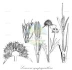 Leucocera sympaganthera