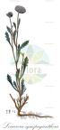 Leucocera sympaganthera