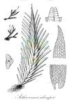 Arthrocormus schimperi