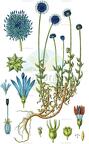 Jasione montana