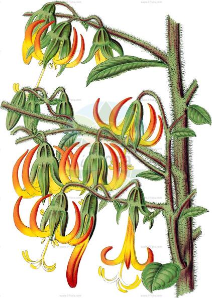 Musschia wollastonii