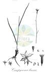 Campynema lineare
