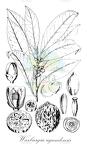 Warburgia ugandensis