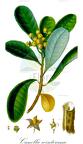 Canella winterana