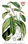 Cinnamodendron corticosum