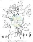Aphananthe philippinensis