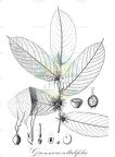 Gironniera celtidifolia
