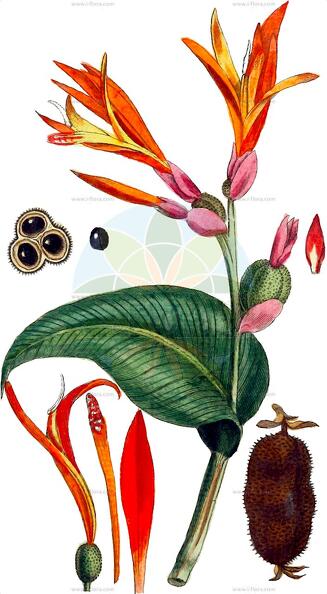 Canna indica