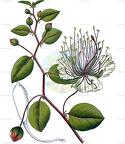 Capparis spinosa