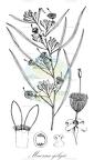 Maerua gilgii