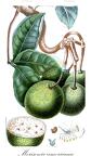 Morisonia americana