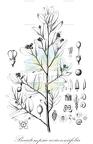 Beautempsia avicenniifolia