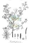 Cadaba trifoliata