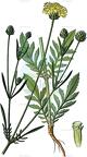 Cephalaria transsylvanica