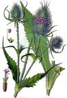 Dipsacus laciniatus