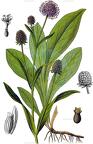 Succisella inflexa