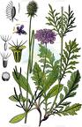 Scabiosa columbaria
