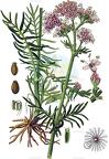 Valeriana officinalis
