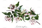 Zabelia triflora