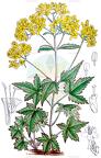 Patrinia triloba