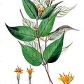 Diervilla lonicera
