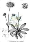 Pseudoscabiosa saxatilis