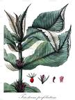Triosteum perfoliatum