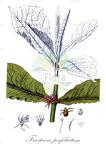 Triosteum perfoliatum