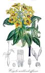 Weigela middendorffiana