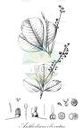 Anthodiscus obovatus