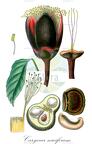 Caryocar nuciferum