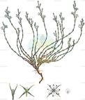 Bufonia stricta