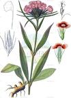 Dianthus barbatus