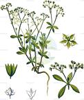 Polycarpon tetraphyllum