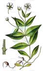 Pseudostellaria europaea