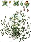 Sagina procumbens