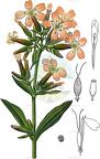 Saponaria officinalis