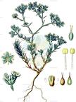 Scleranthus perennis