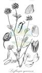 Loeflingia squarrosa