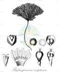 Thylacospermum caespitosum